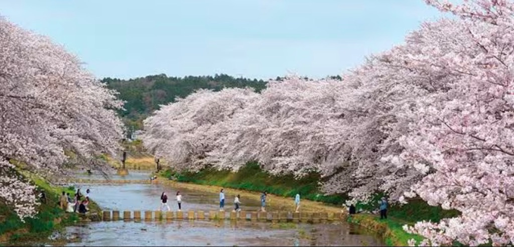 Cherry Blossoms along the River, Kyoto Japan